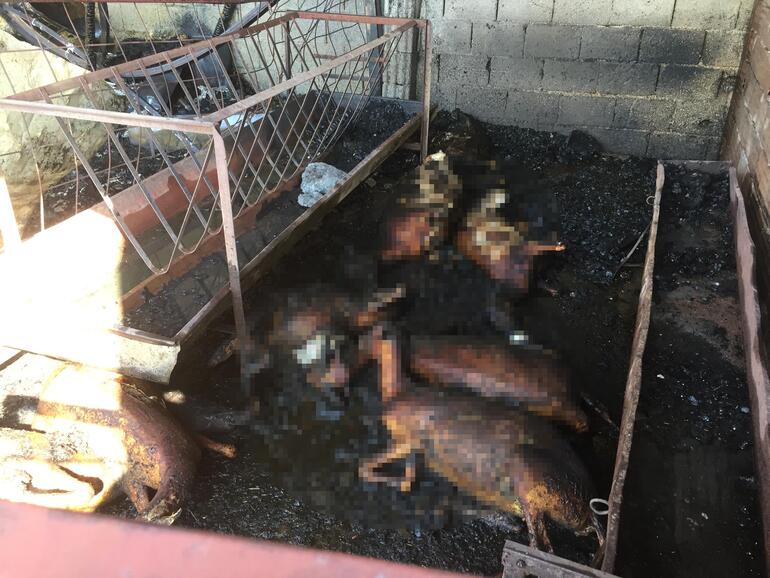Alaşehirdeki ahır yangınında 1 inek ve 10 koyun öldü