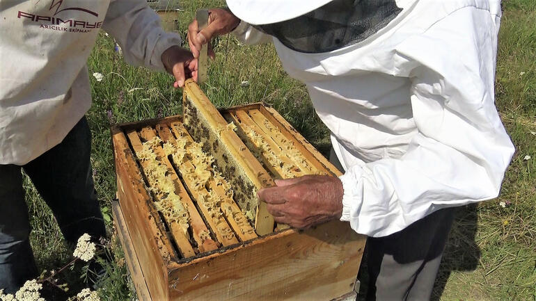 Kafkas arılarının tescilli balında 900 ton üretim beklentisi