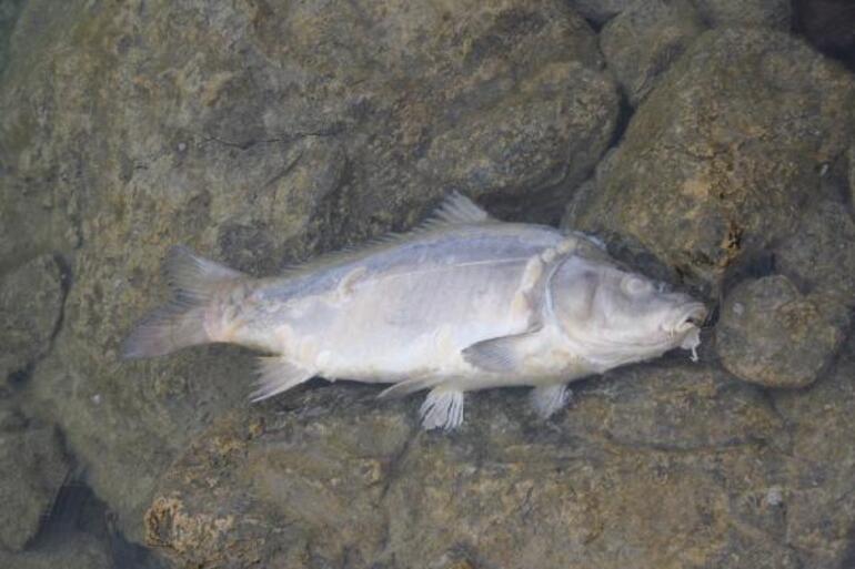 Balık ölümlerinin yaşandığı baraj gölünde sazan tutma yarışması sonlandırıldı