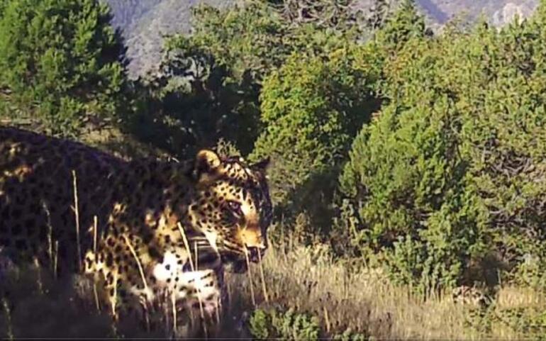 Nesli tehlike altındaki Anadolu leoparı fotokapanda