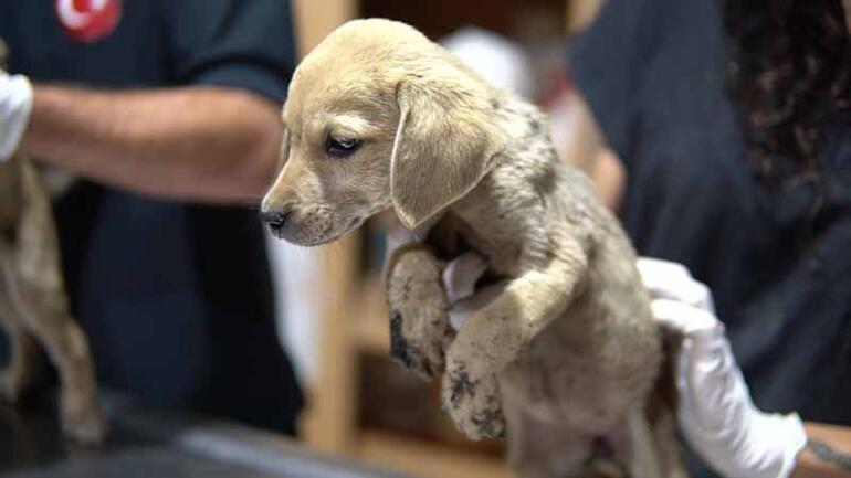 Sıcak asfalta bırakılan 7 yavru köpekten 2si öldü