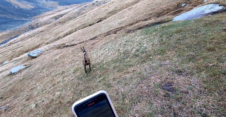 Çengel boynuzlu dağ keçisine GPSli koruma