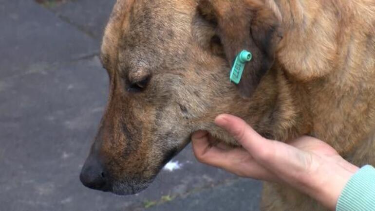 Ümraniyede beslediği köpeklerini kurtarmak için kurşunlara siper oldu
