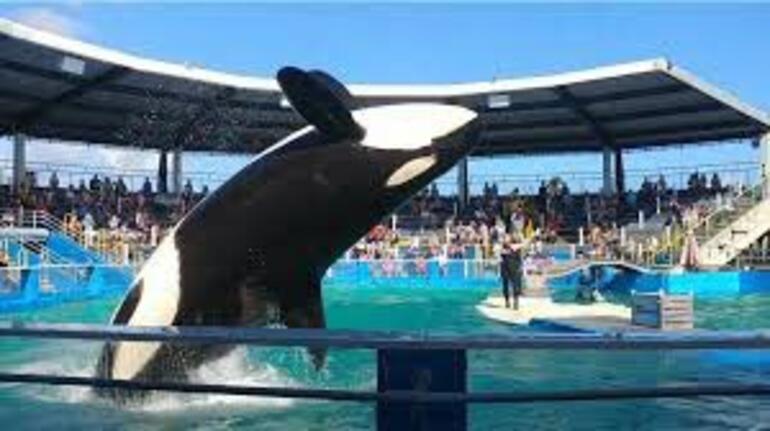 50 yıldan fazla esaret altında olan katil balina Lolita, serbest kalacak
