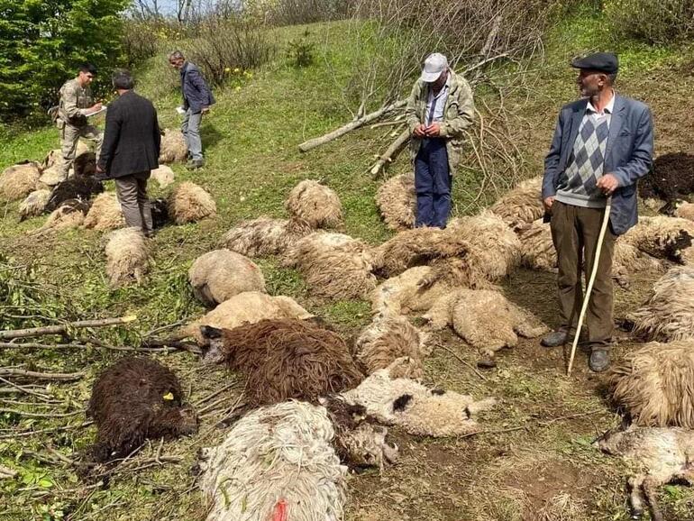 Sürüye ayılar saldırdı, 76 koyun öldü