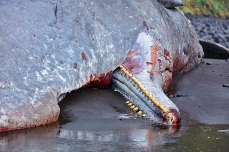 Karaya cesedi vuran balinanın içinden 500 bin Euro’luk amber çıktı