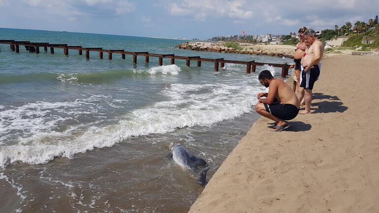 Adana sahilinde kıyıya ölü yunus vurdu