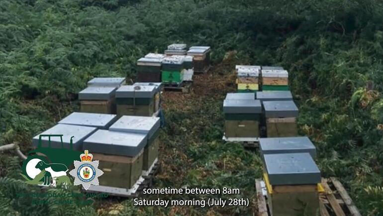 Galler’de polis, 14 arı kovanı çalan hırsızı arıyor