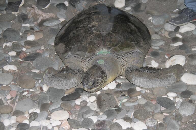 Tedavisi tamamlanan 2 deniz kaplumbağası denizle buluşturuldu