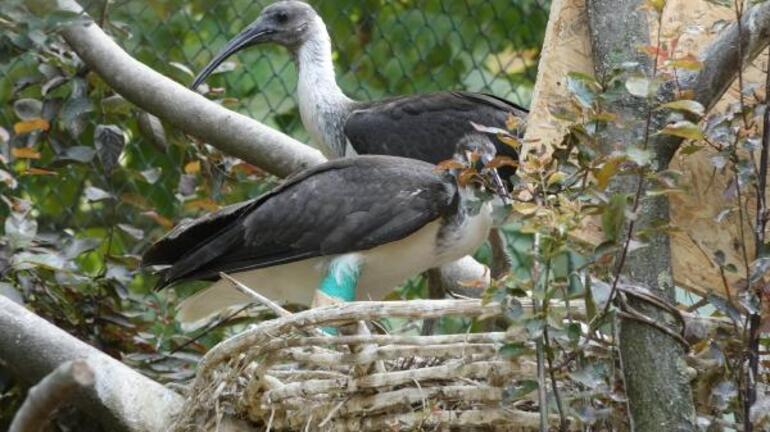 Hollandadan getirilen saman boyunlu ibis kuşlarının 9 yıl sonra yavruları oldu