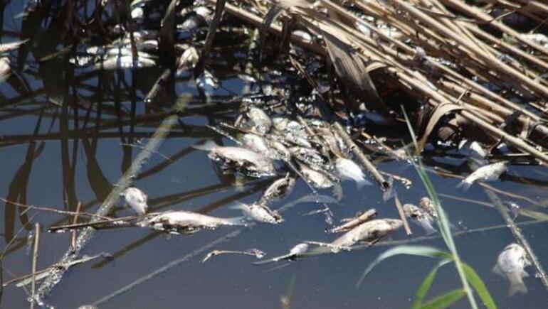 Büyük Menderes Havzası tahliye kanalında toplu balık ölümleri