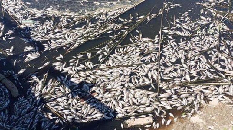 Büyük Menderes Havzası tahliye kanalında toplu balık ölümleri