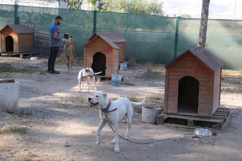 Eskişehirde belediyenin hayvan bakımevine kapatma kararı