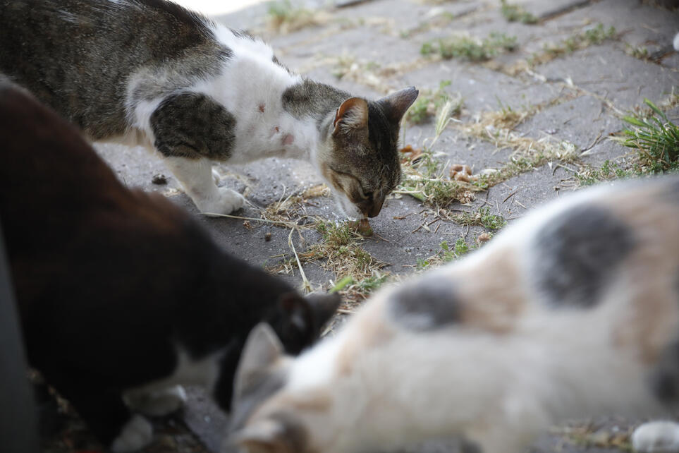 Cat epidemic killed 700 cats in Buyukada, claimed volunteers