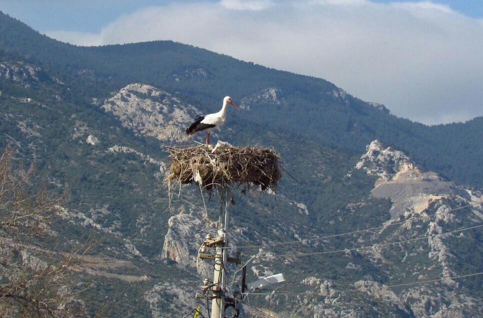 Storks came to Aydin for the first time in January